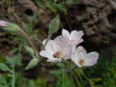 erodium.JPG