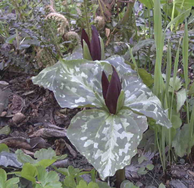 Trillium_reliquumRimg0239.JPG