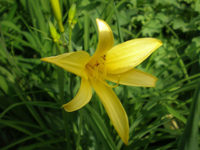 GP_Hemerocallis_minor_2011e.jpg