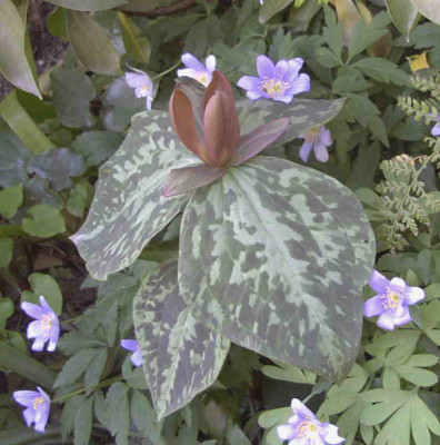 Trillium_cuneatum_x_luteumRimg0277.JPG