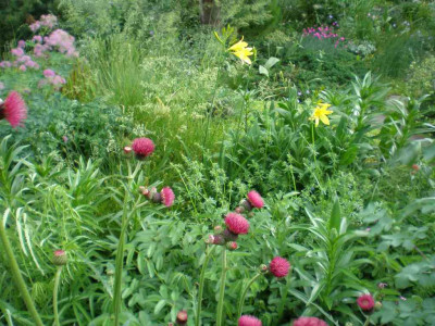 GP_Hemerocallis_lilioasphodelus_2011e.jpg