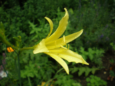 GP_Hemerocallis_citrina_2011eKopie.jpg