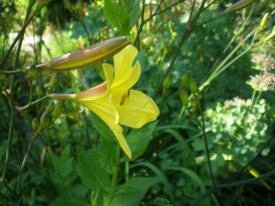 BG_Hemerocallis_Corky_2011eKopie.jpg