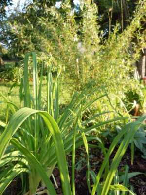 Hemerocallis_fulva_Kwanzo_001.JPG