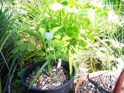 100_0584_Arisaema_sp._white_fragrant____400.jpg