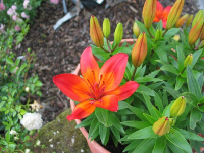 lilienwunder.a.jpg