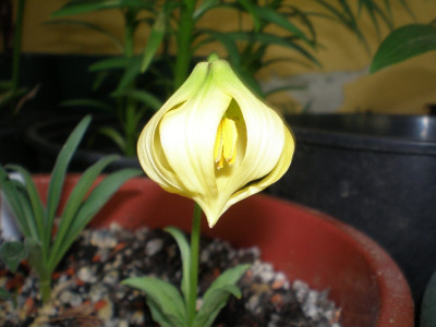 GP_Lilium_lophophorum_2011e.jpg