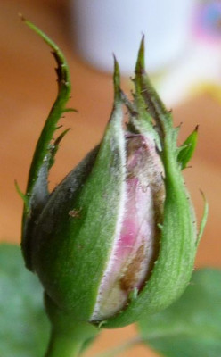 AzubisXBernstein4_02.JPG