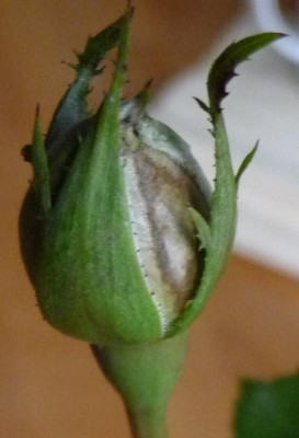 AzubisXBernstein4_01.JPG