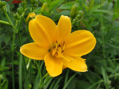 Hemerocallis_From_China_with_Love_800x600.jpg