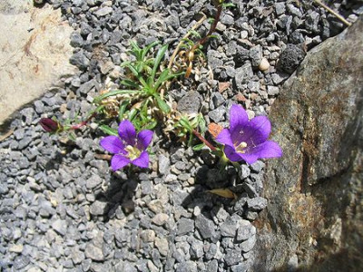Edraianthus_serpyllifolius_Hortu.jpg