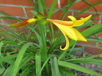 Hemerocallis_Wildform_800x600.jpg