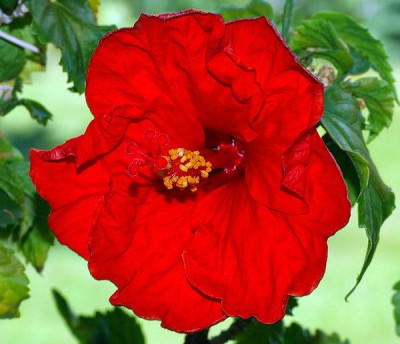 Hibiskus1.jpg
