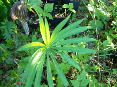 100_5861_Arisaema_consanguineum____500.jpg