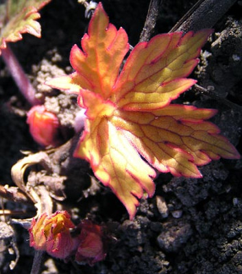 geranium_ann_f.jpg