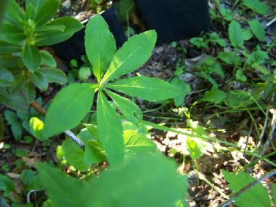 100_5862_A._consanguineum_-Tochterbulb__640.jpg