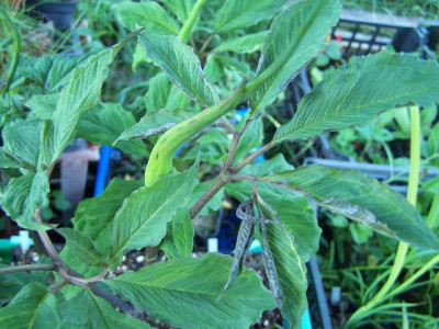 100_5871_Arisaema_Samling___640.jpg