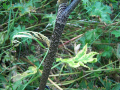 100_5877_Arisaema__Samling_-_Schaft___640.jpg
