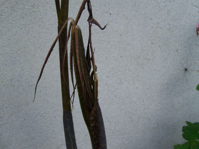 100_5503_Arisaema_consanguineum_sich_offnend____800.jpg
