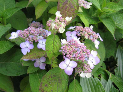 Hydrangea_serrata_Miranda_800x600.jpg