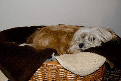 Hundewetter-Jun2411.jpg