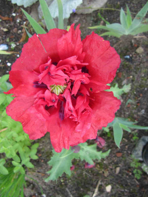Mohn_aus_Bhutan.jpg