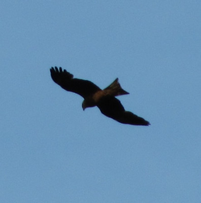 Raubvogel_110611.jpg