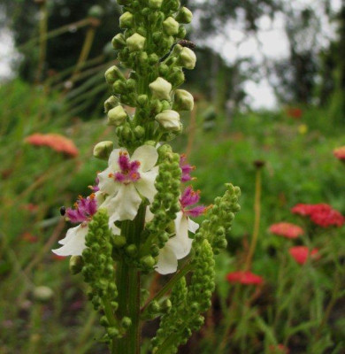 Verbascum_nigrum_weie_Form.jpg