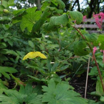 Meconopsis_chelidonifolia.jpg