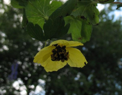 Meconopsis_chelidonifolia_1.jpg
