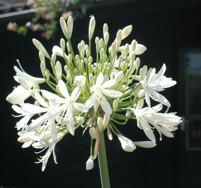B6311a_Medium.jpg
