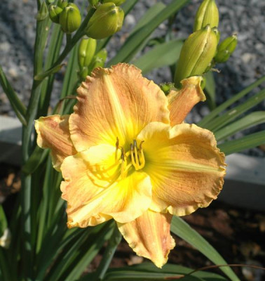 B6317a_Medium.jpg