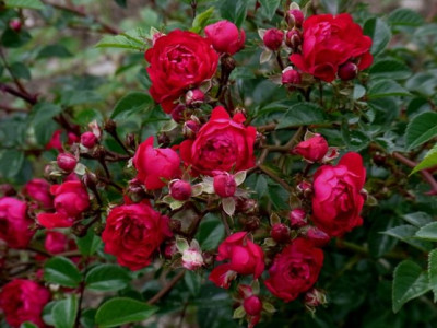 U_Sa.880_RIMG0439.JPG