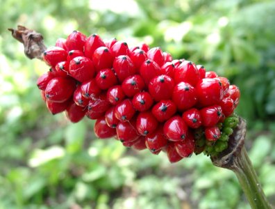 07230005_eArisaema_elephas_Samenstand.JPG
