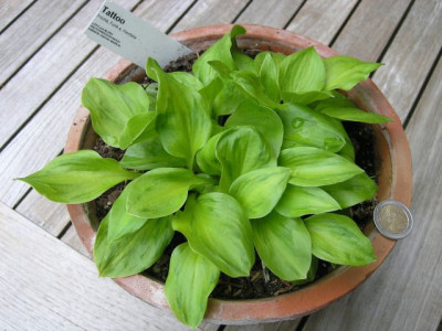 Hosta_tatoo_050505.jpg