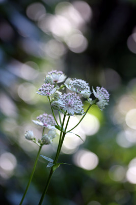 Astrantie-Abendlicht-1.jpg