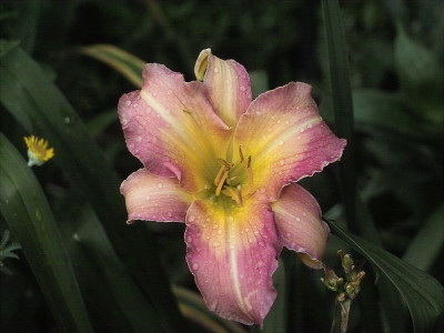 k-Mavis_Gift3.jpg