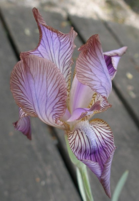 iris_stolonifera_9.jpg