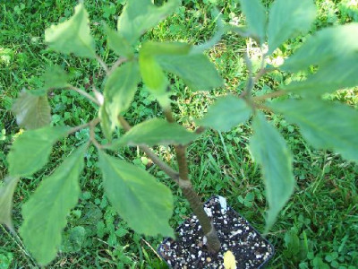 100_5890_Arisaema_heterophyllum___500.jpg