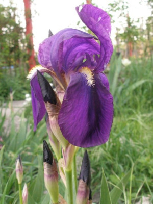 iris_hoher_blau.jpg