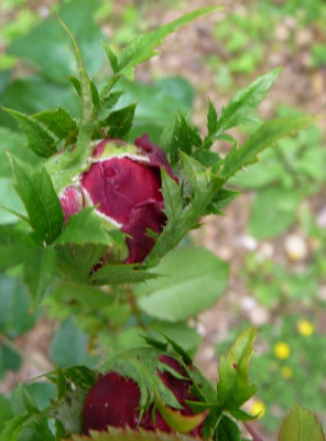 RosebeiWS.JPG