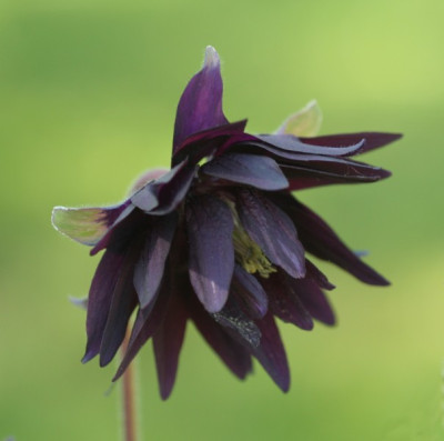 aquilegia_Miss_M_I_Huish_1734.jpg