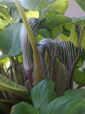 Arisaema_fargesii_A_800x800_80KB.jpg