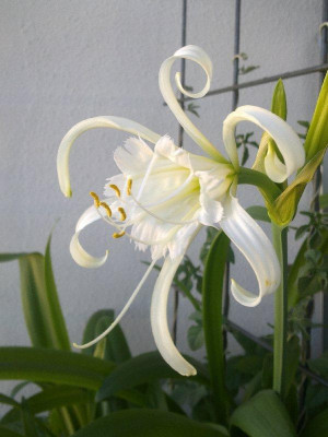 Hymenocallis_A_800x800_80KB.jpg