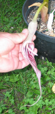 fargesii-candidissimum.jpg