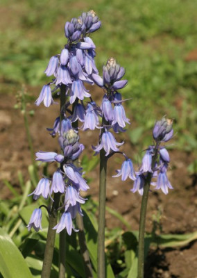 scilla_hispanica_1727.jpg