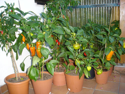 paprika11.jpg