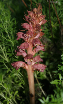 IMG_6246_Orobanche_alba.JPG