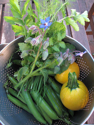 IMG_2637_Ernte_am_27.6.2011.jpg