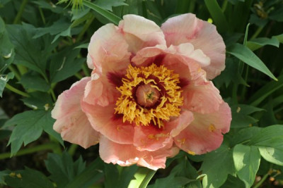 Paeonia_lutea_hybride_nike.jpg
